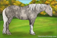 Horse Color:Cremello Ice 