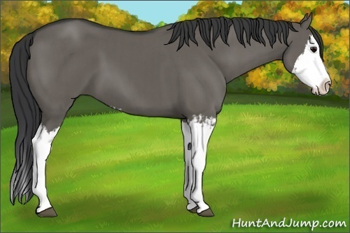 Horse Color:Grullo Sabino Splash  and Grullo Sabino Splash 