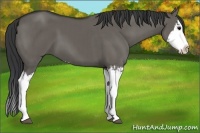 Horse Color:Grullo Sabino Splash  and Grullo Sabino Splash 