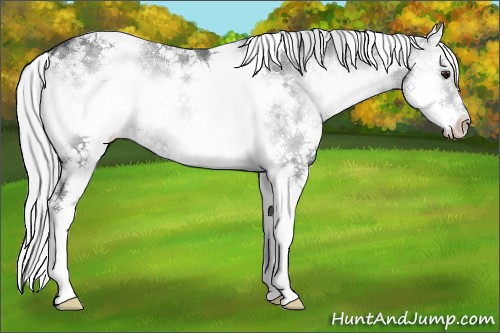 Horse Color:White Spotted Silver Blue Onyx Chinchilla Splash