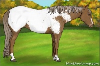 Horse Color:Chocolate Palomino Sabino Appaloosa 