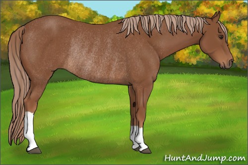 Horse Color:Chestnut Rabicano 