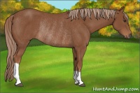 Horse Color:Chestnut Rabicano 