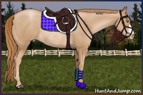 Horse Color:Chestnut Pearl Rabicano
