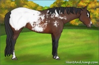 Horse Color:Bay Sabino Snowcap Rabicano 