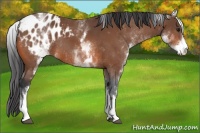 Horse Color:White Spotted Bay Appaloosa Rabicano 