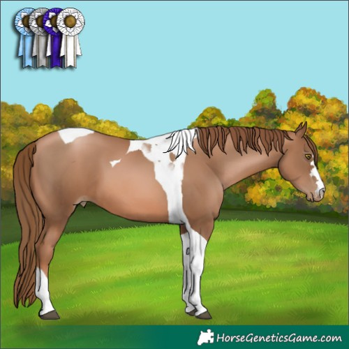 Horse Color:Liver Chestnut Pearl Tobiano