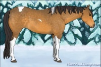 Horse Color:Buckskin Tobiano 