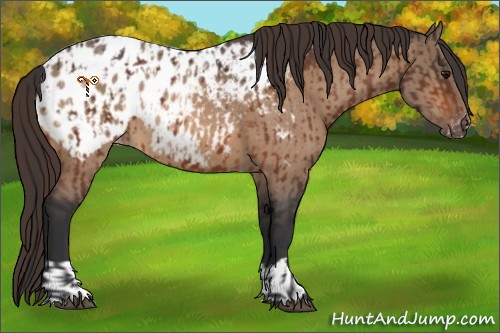 Horse Color:Bay Appaloosa  and Bay Dun Appaloosa 
