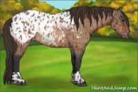 Horse Color:Bay Appaloosa  and Bay Dun Appaloosa 