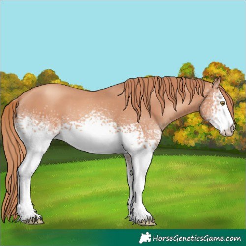 Horse Color:White Spotted Gold Champagne 