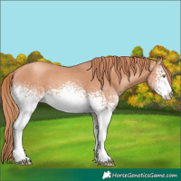 Horse Color:White Spotted Gold Champagne 
