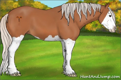 Horse Color:Silver Bay Splash 