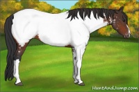 Horse Color:Brown Appaloosa Rabicano 