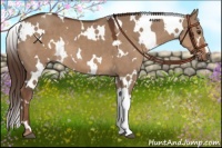Horse Color:White Spotted Liver Red Dun