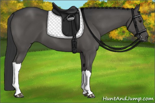 Horse Color:Black 