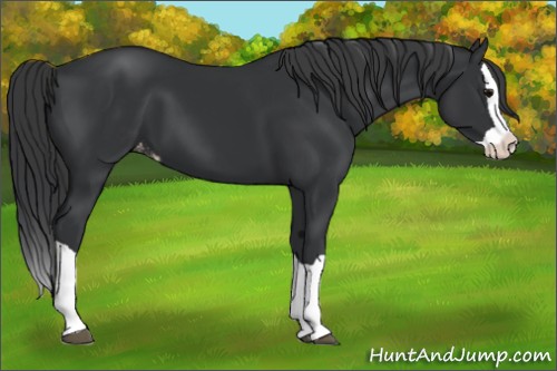 Horse Color:Black Splash Appaloosa 