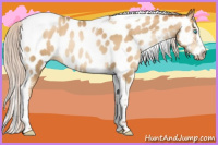 Horse Color:Gray Silver Sable Cream Champagne Pearl Splash Tobiano Appaloosa Rabicano 