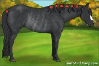 Horse Color:Black Rabicano