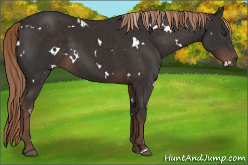 Horse Color:White Spotted Liver Chestnut 