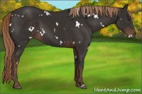 Horse Color:White Spotted Liver Chestnut 