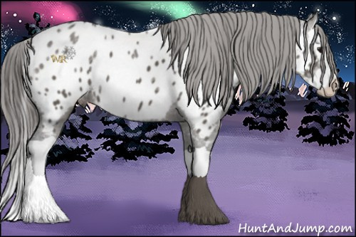Horse Color:Grullo Ice Splash Appaloosa