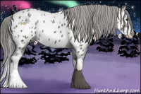 Horse Color:Grullo Ice Splash Appaloosa