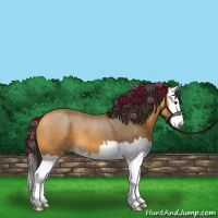 Horse Color:Buckskin Splash 