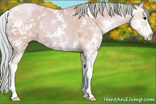 Horse Color:Watercolor Black Pearl Sabino Rabicano 