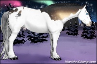 Horse Color:Brown Onyx Splash Appaloosa 