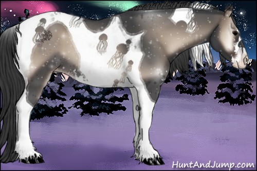 Horse Color:Blue Onyx Sabino Tobiano Appaloosa 