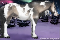 Horse Color:Blue Onyx Sabino Tobiano Appaloosa 