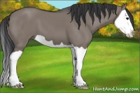 Horse Color:Grullo Splash 