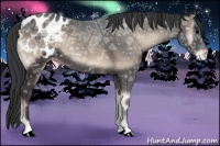 Horse Color:Blue Onyx Ice Appaloosa 