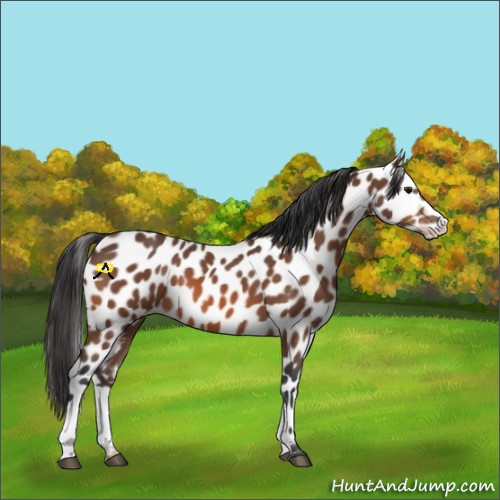 Horse Color:Bay Leopard 