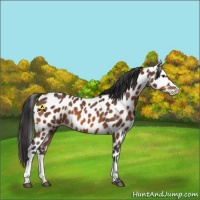 Horse Color:Bay Leopard 