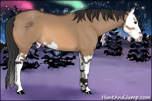 Horse Color:Bay Dun Splash 