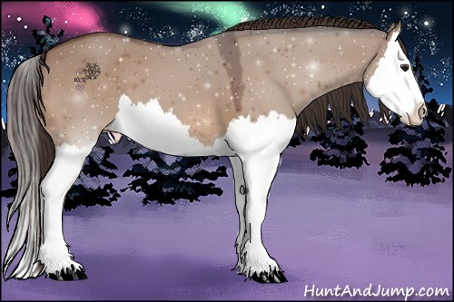 Horse Color:Brown Dun Splash Appaloosa