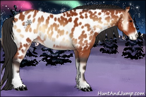 Horse Color:Bay Onyx Sabino Appaloosa