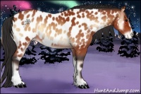 Horse Color:Bay Onyx Sabino Appaloosa