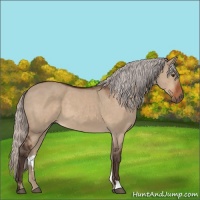 Horse Color:Silver Bay Dun