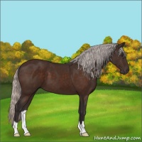 Horse Color:Silver Brown 