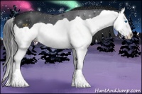 Horse Color:Black Splash