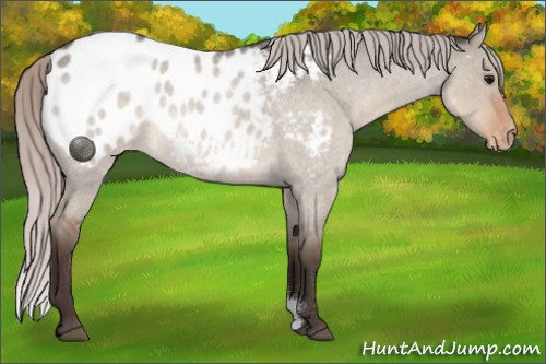 Horse Color:Silver Brown Roan Dun Appaloosa