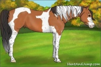 Horse Color:Bay Sabino Tobiano 