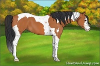 Horse Color:Bay Sabino Tobiano 