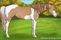 Horse Color:Chestnut Sabino Tobiano 