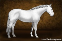 Horse Color:Gray Grullo 