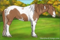 Horse Color:Chestnut Sabino Tobiano