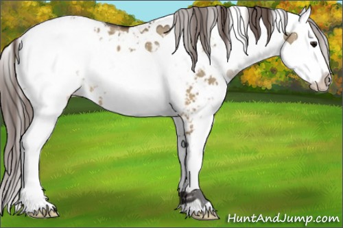 Horse Color:Buckskin Dun Sabino Appaloosa